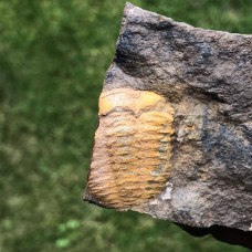 Ellipsocephalus vetustus